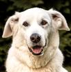 BRIX - Golden Retriever-Mix - 8 Jahre - Tierhilfe-Franken e. V.