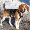 ARCHIE BOY - Beagle - 9 Monate - Tierhilfe-Franken e. V.