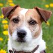 MC BRUNO - Parson Jack Russell - 7 Jahre - Tierhilfe-Franken e. V.