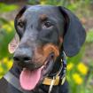 TULIO - Dobermann - 3 Jahre - Tierhilfe-Franken e. V.